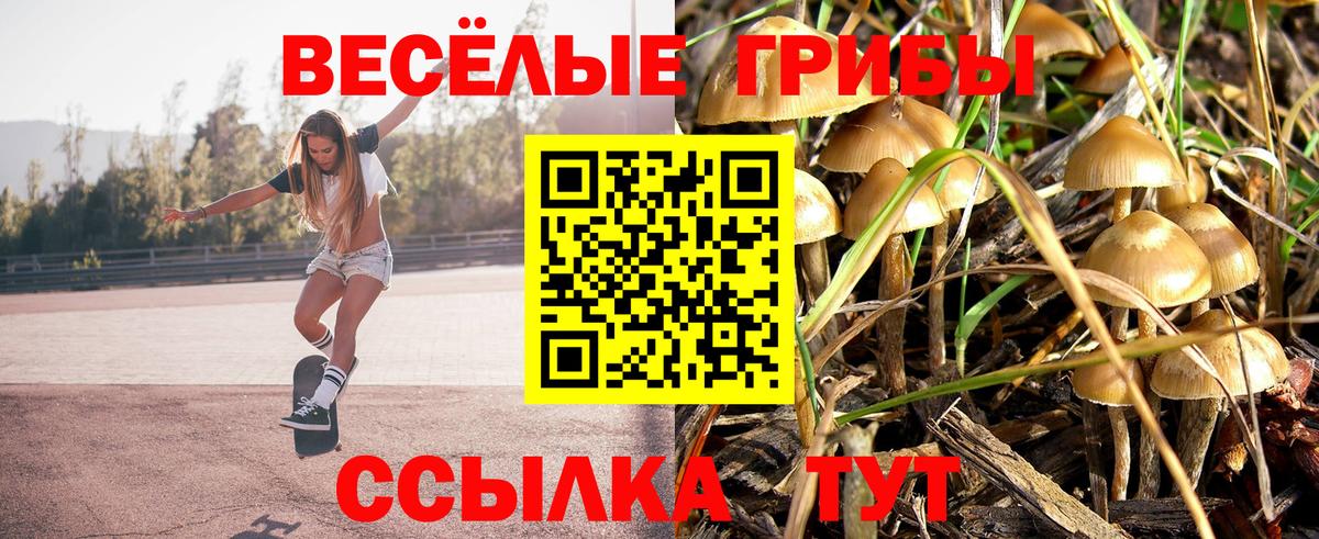 Галлюциногенные грибы Cubensis Сланцы